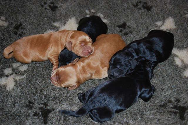 puppies_litter.x